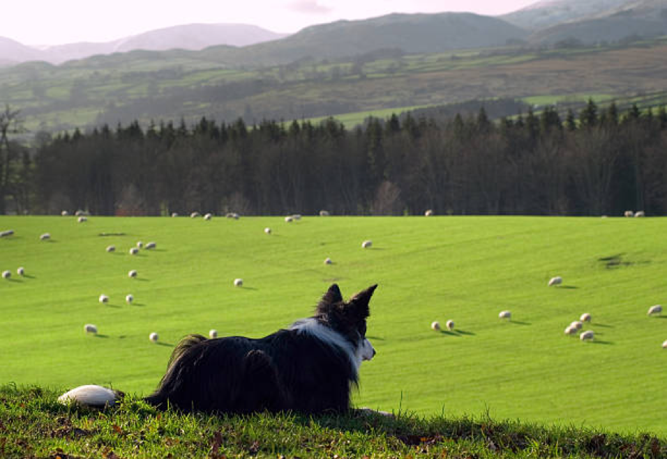 Sheepdog watching over field